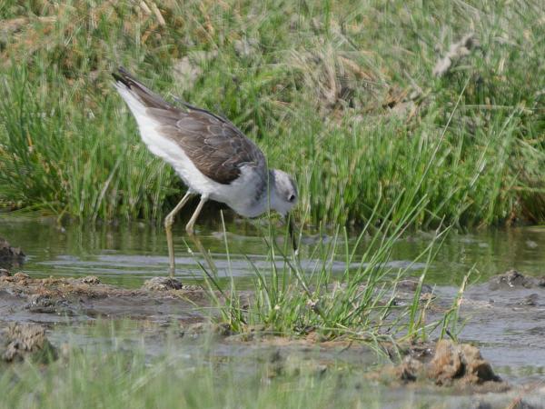 <h3><a href="/trips/tanzania/biota/animalia/chordata/aves/024 charadriiformes/015 scolopacidae/tringa stagnatilis/tringa stagnatilis-nl.html">Tringa&nbsp;stagnatilis</a> / Marsh&nbsp;sandpiper / Poelruiter</h3>OM-1 Mark II met OLYMPUS M.150-400mm F4.5 TC, 1/2000 sec  bij F5.6, ISO 640, afstand 27.9&nbsp;m